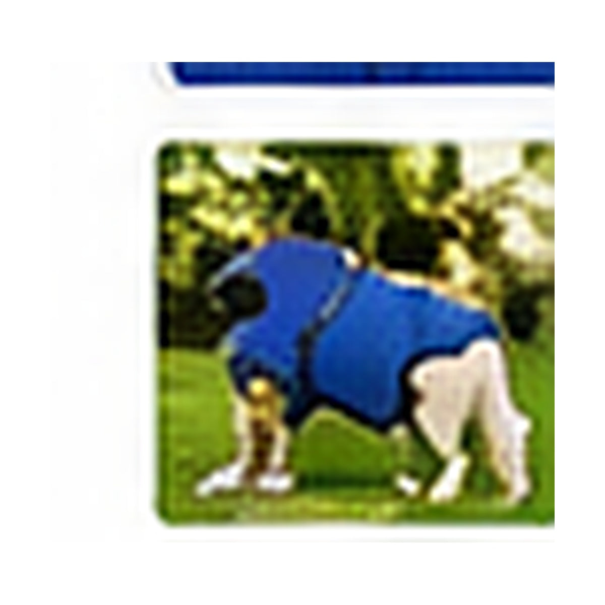 Pet Cooling Vest outdoor use